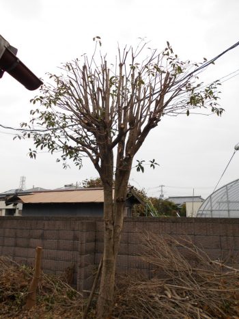 さいたま市西区の個人邸にて強剪定作業 剪定 造園 庭そうじはさいたま市西区にある庭師 芝咲へ